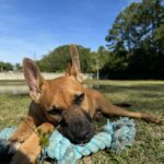 Brown dog with blue rope toy in grass.