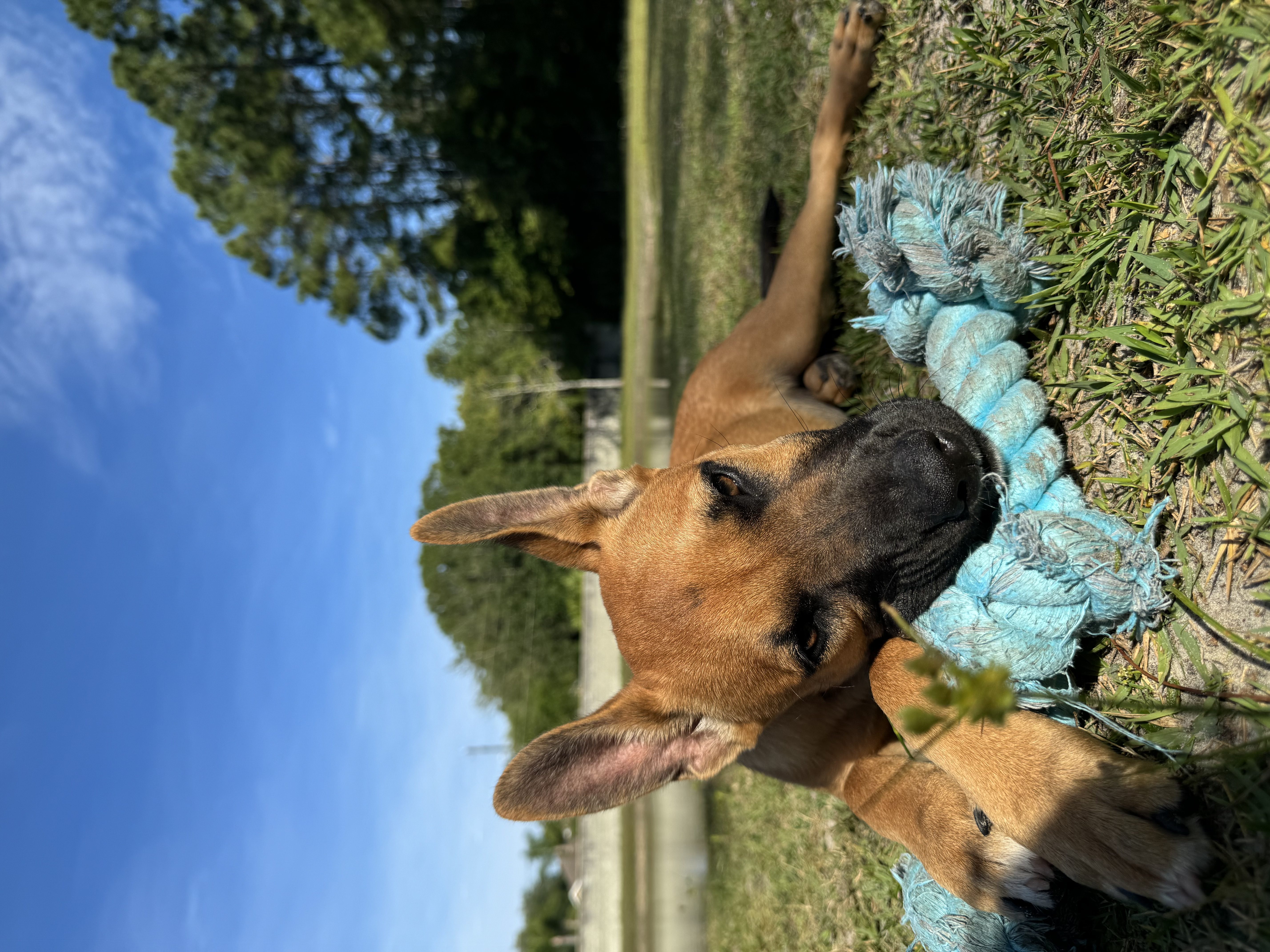 Brown dog with blue rope toy in grass.