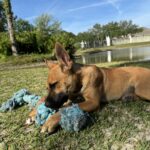 Brown puppy playing with blue rope toy.