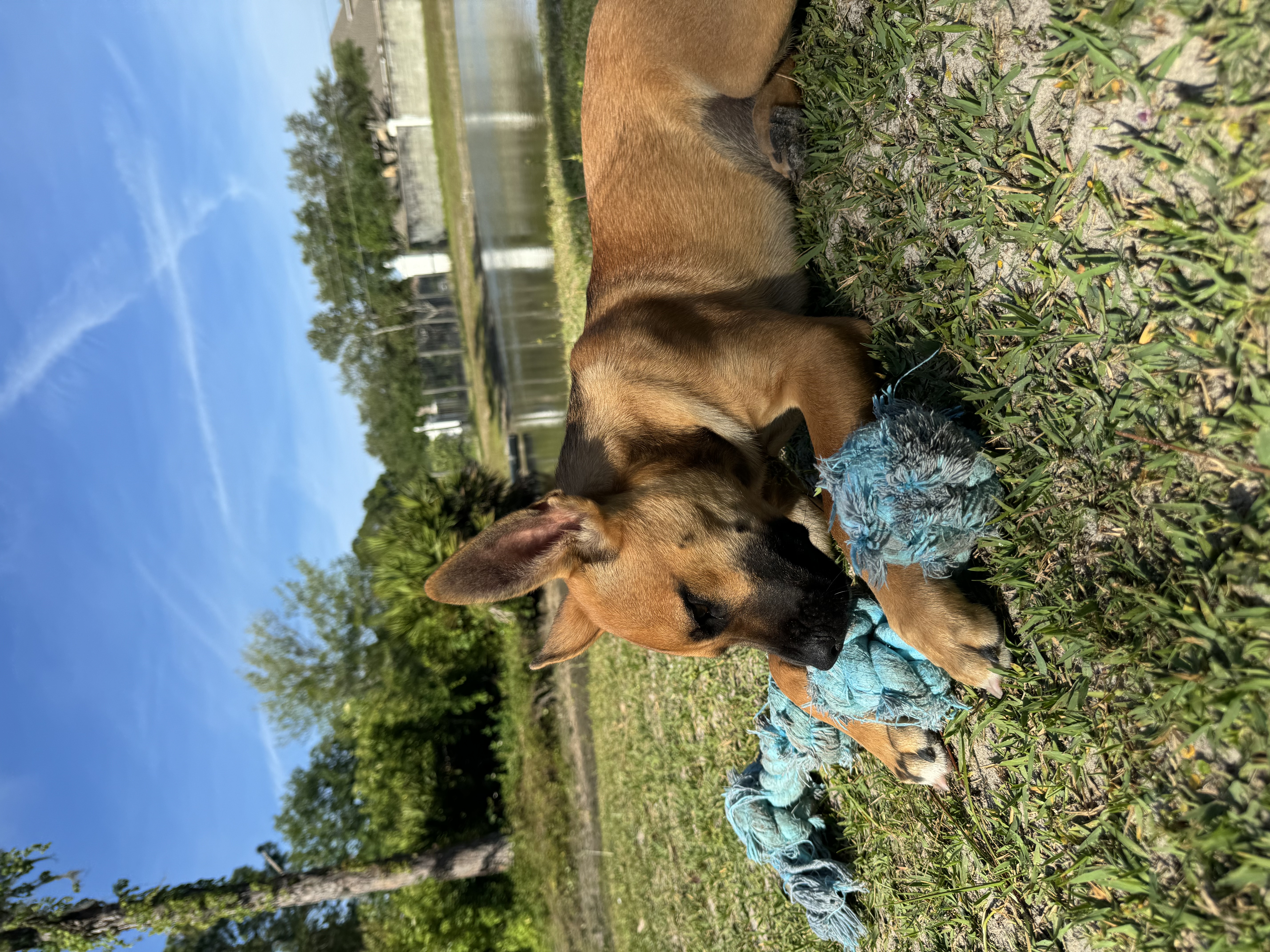 Brown puppy playing with blue rope toy.