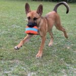 Brown and black dog playing with a toy.