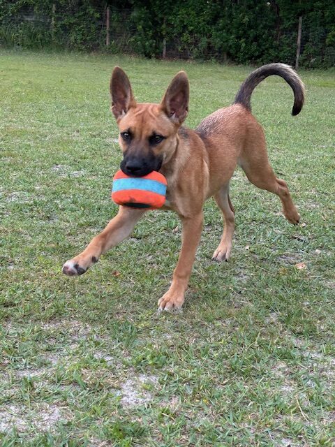 Brown and black dog playing with a toy.