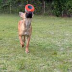 Brown dog catching a red ring toy.