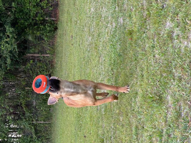 Brown dog catching a red ring toy.