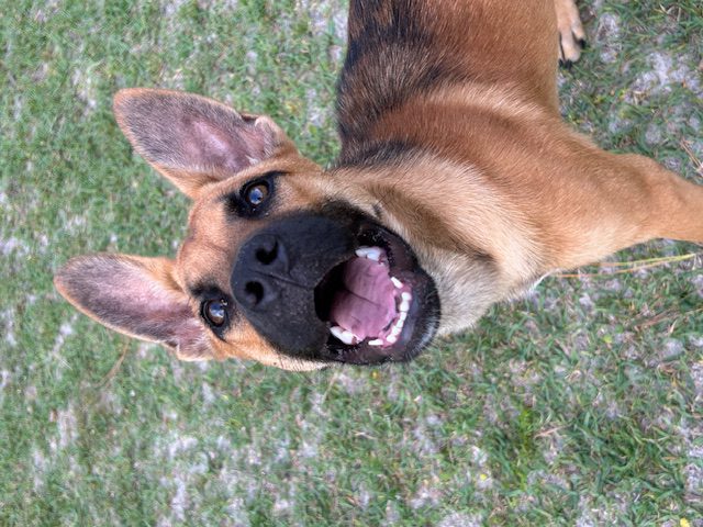 Brown and black dog with open mouth.