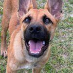 A brown and black dog with its mouth open.