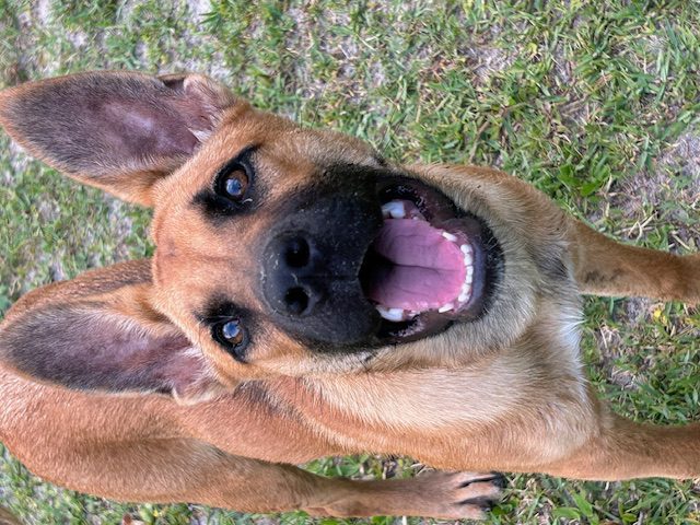 A brown and black dog with its mouth open.