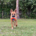 Brown dog playing with a toy in grass.