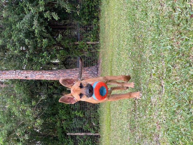 Brown dog playing with a toy in grass.