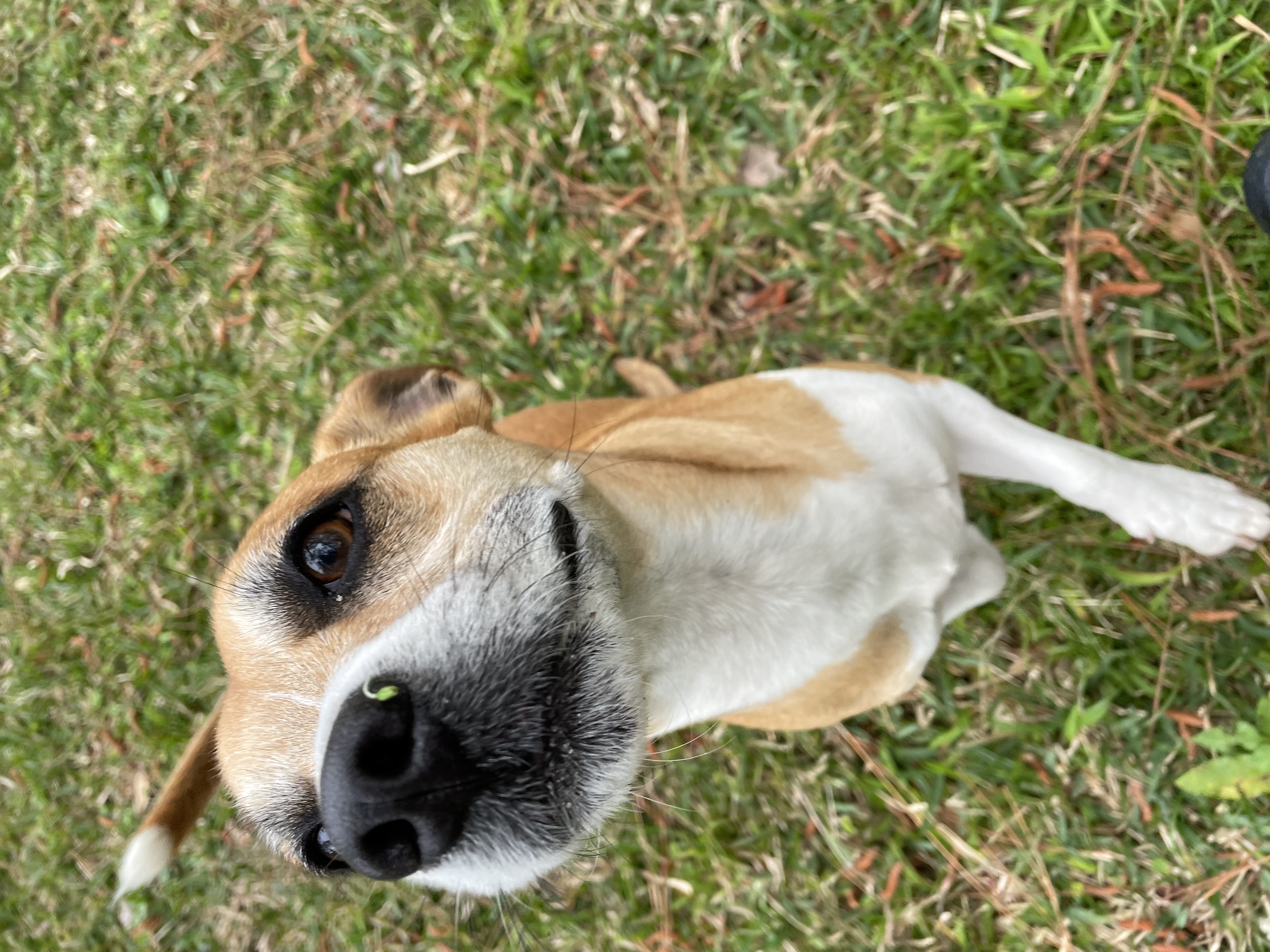 Closeup shot of brown color puppy face