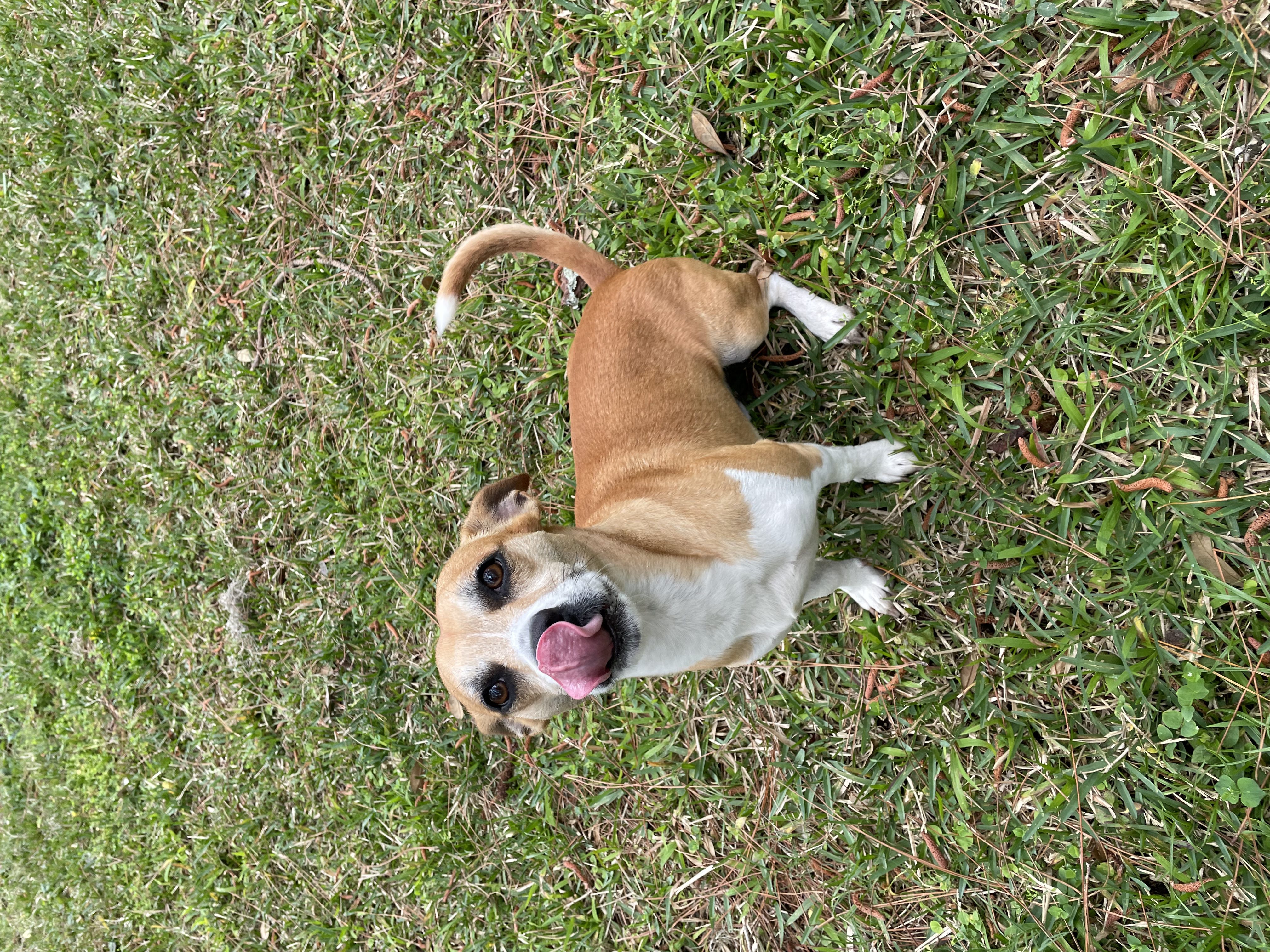 Closeup shot of brown color puppy sitting on the grass