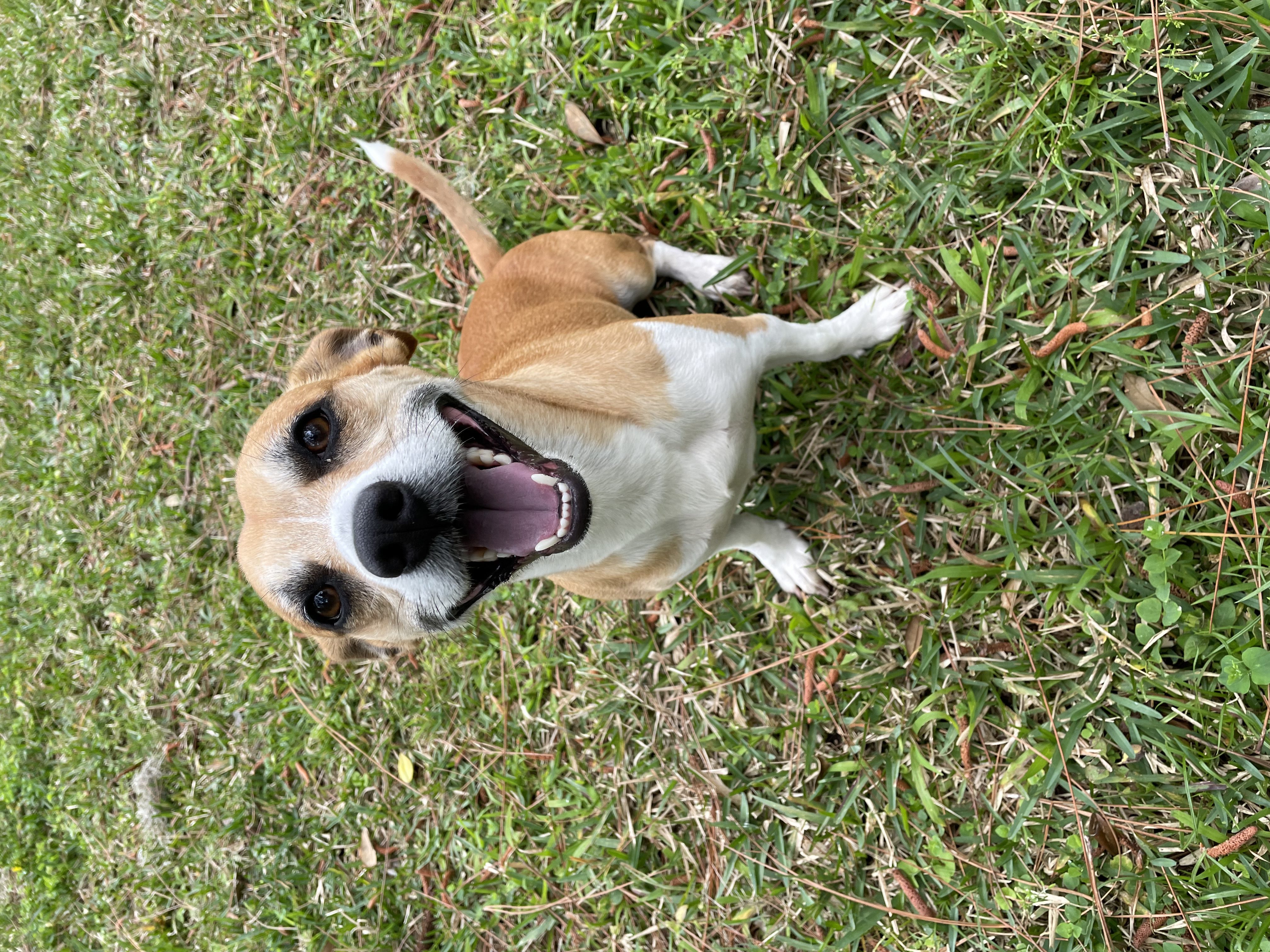 Closeup shot of brown color puppy with open mouth