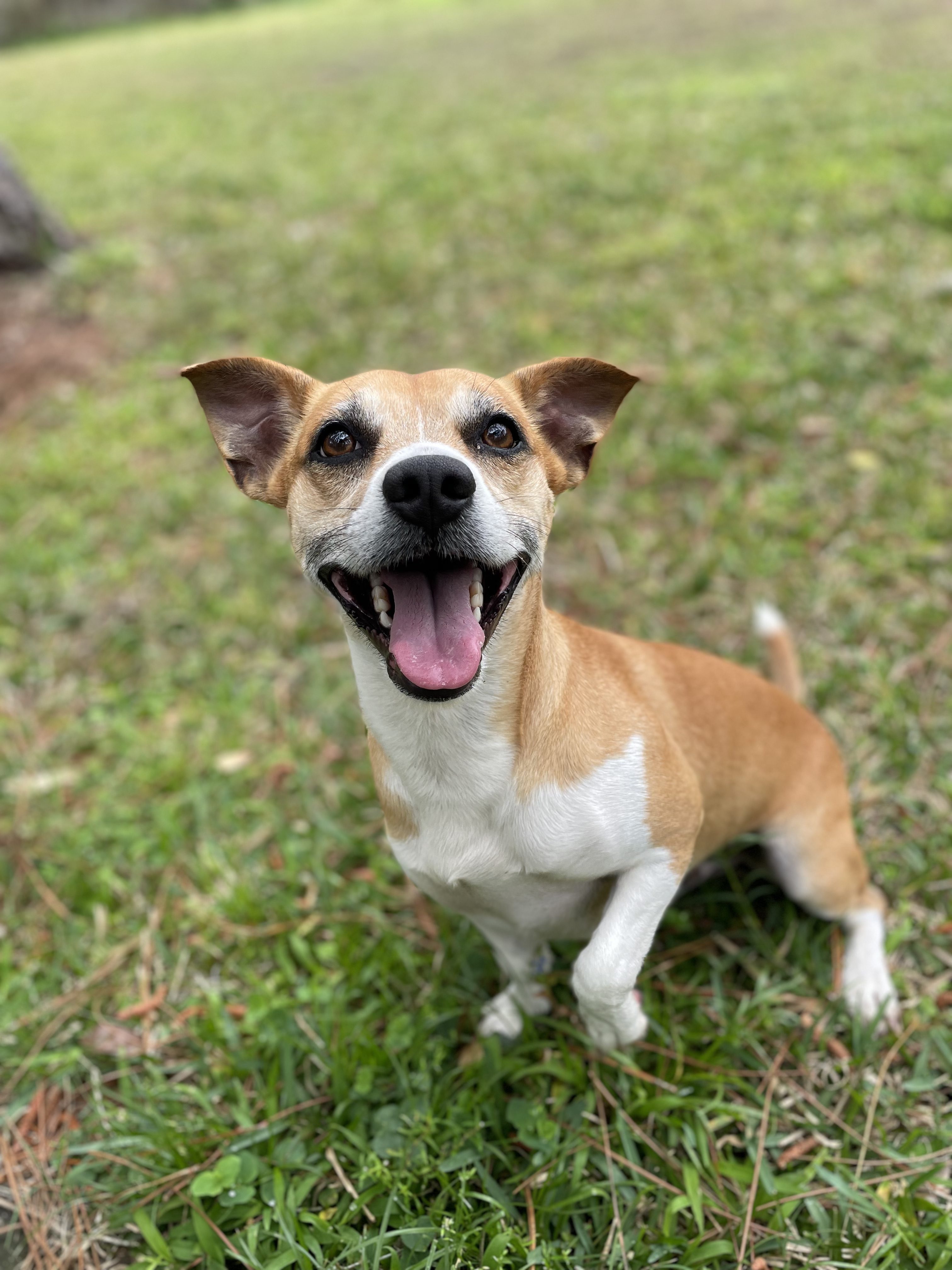 Closeup shot of a puppy with open mouth