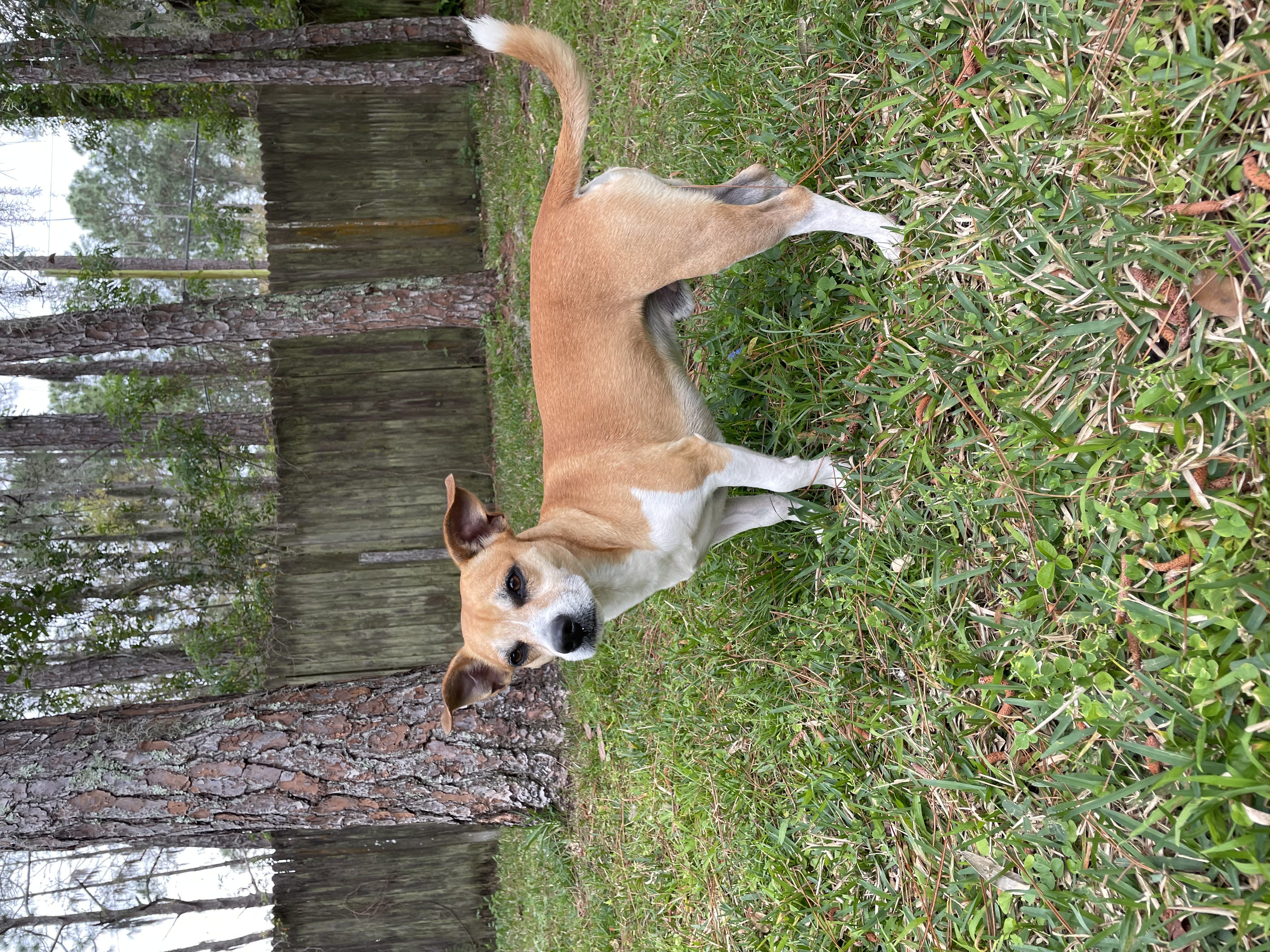 Closeup shot of brown color puppy standing in the grass