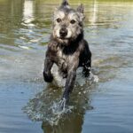 A wet black dog running through water.