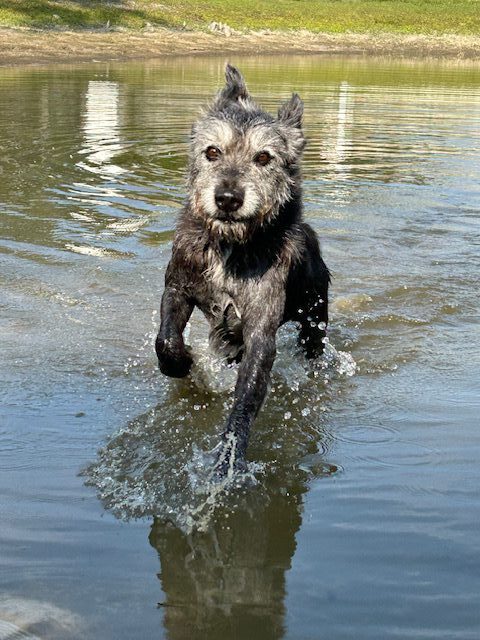 A wet black dog running through water.