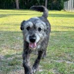 A grey and black dog walking on grass.