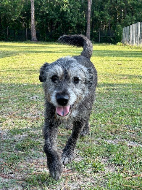 A grey and black dog walking on grass.