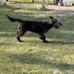 Black dog running in grassy field.