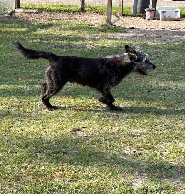 Black dog running in grassy field.