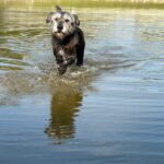 A wet dog running through a lake.