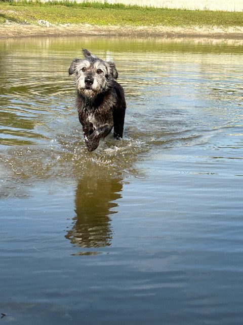 A wet dog running through a lake.