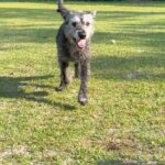 Gray dog running on green grass.