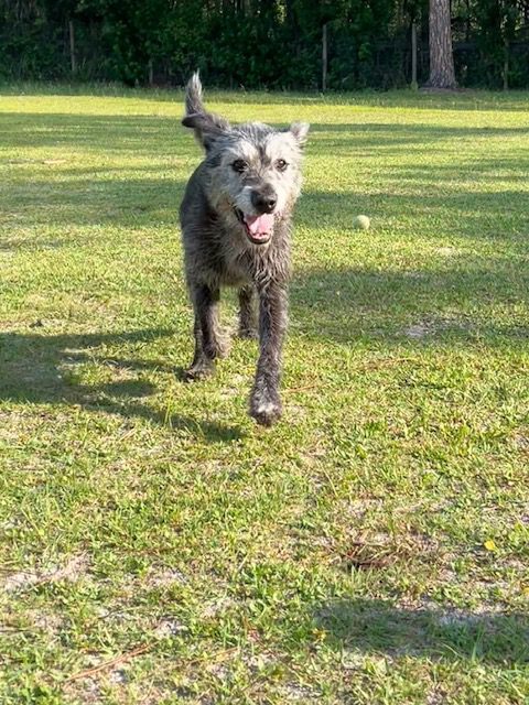 Gray dog running on green grass.