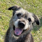 A grey and black dog smiles with tongue out.