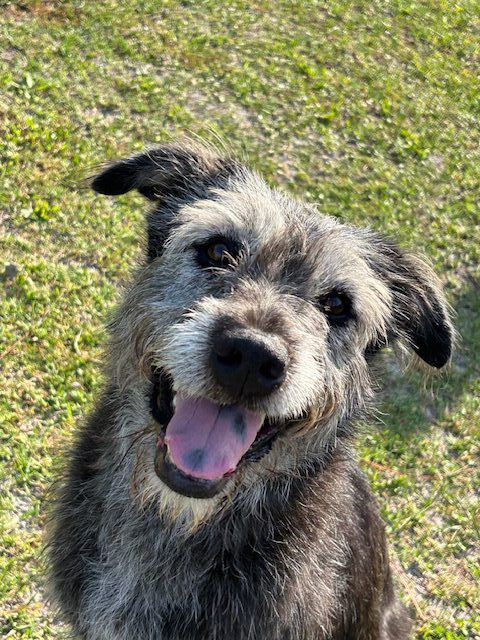 A grey and black dog smiles with tongue out.