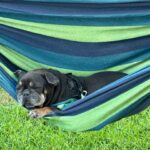 Dog relaxing in a striped hammock.