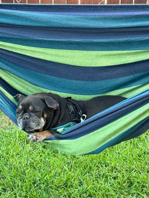 Dog relaxing in a striped hammock.