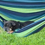 Black dog relaxing in a hammock.
