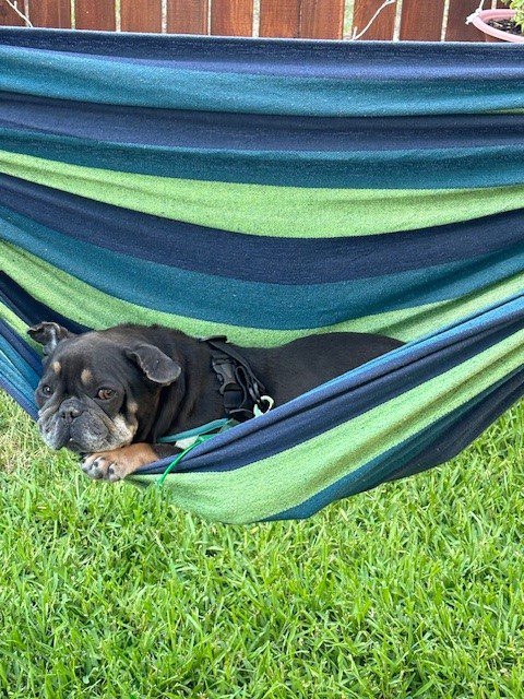 Black dog relaxing in a hammock.