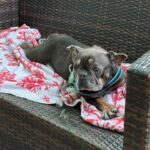 A brindle French bulldog laying on a chair.