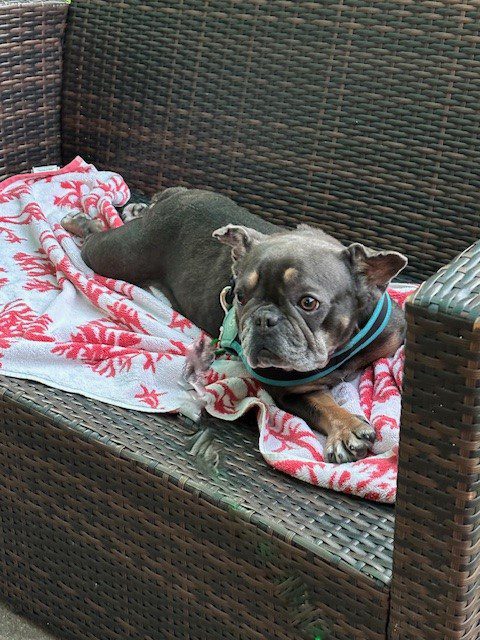 A brindle French bulldog laying on a chair.