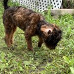 Brown and black dog sniffing grass.