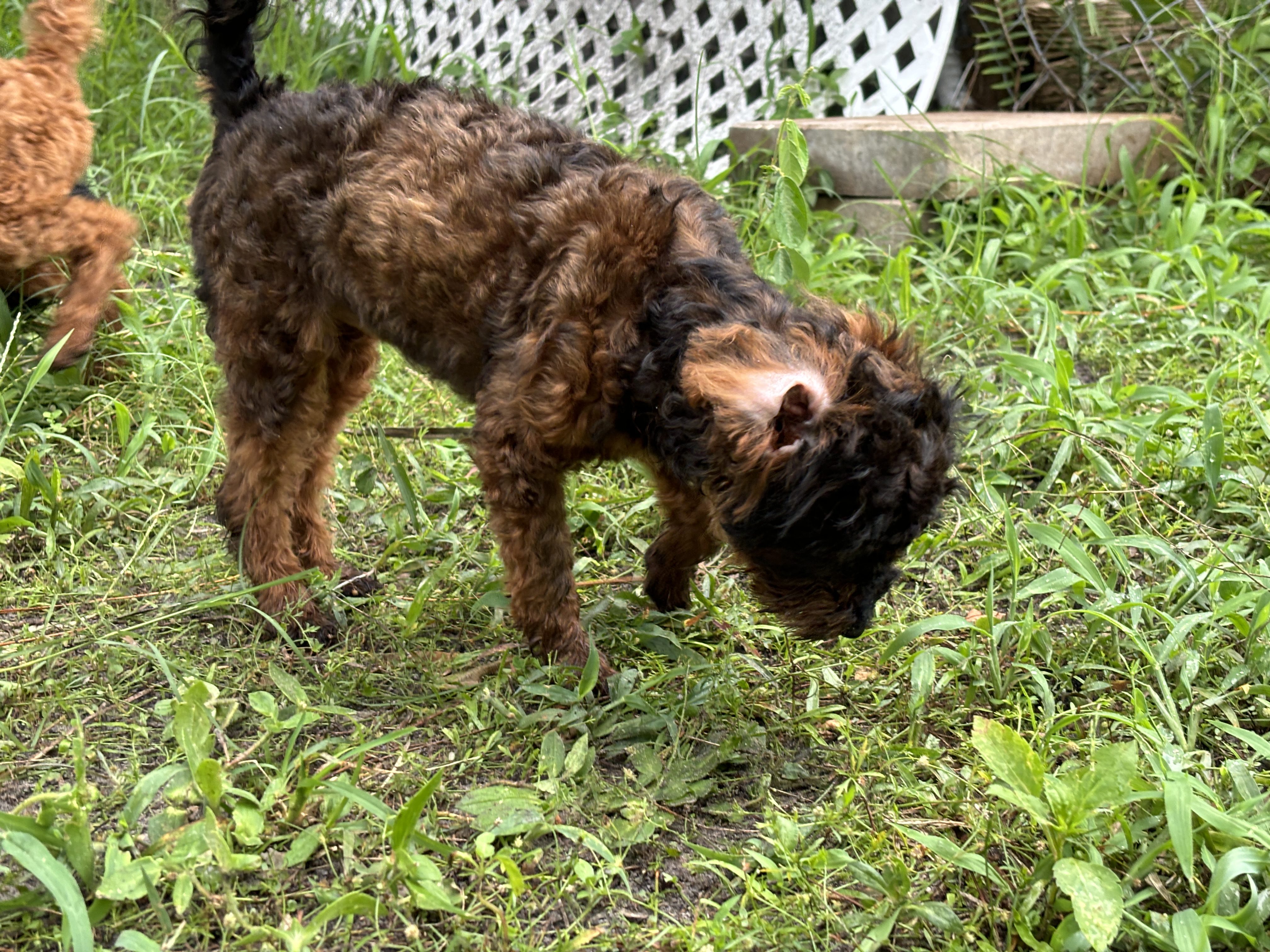 Brown and black dog sniffing grass.