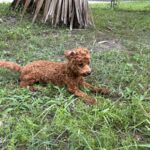 Brown poodle laying in green grass.