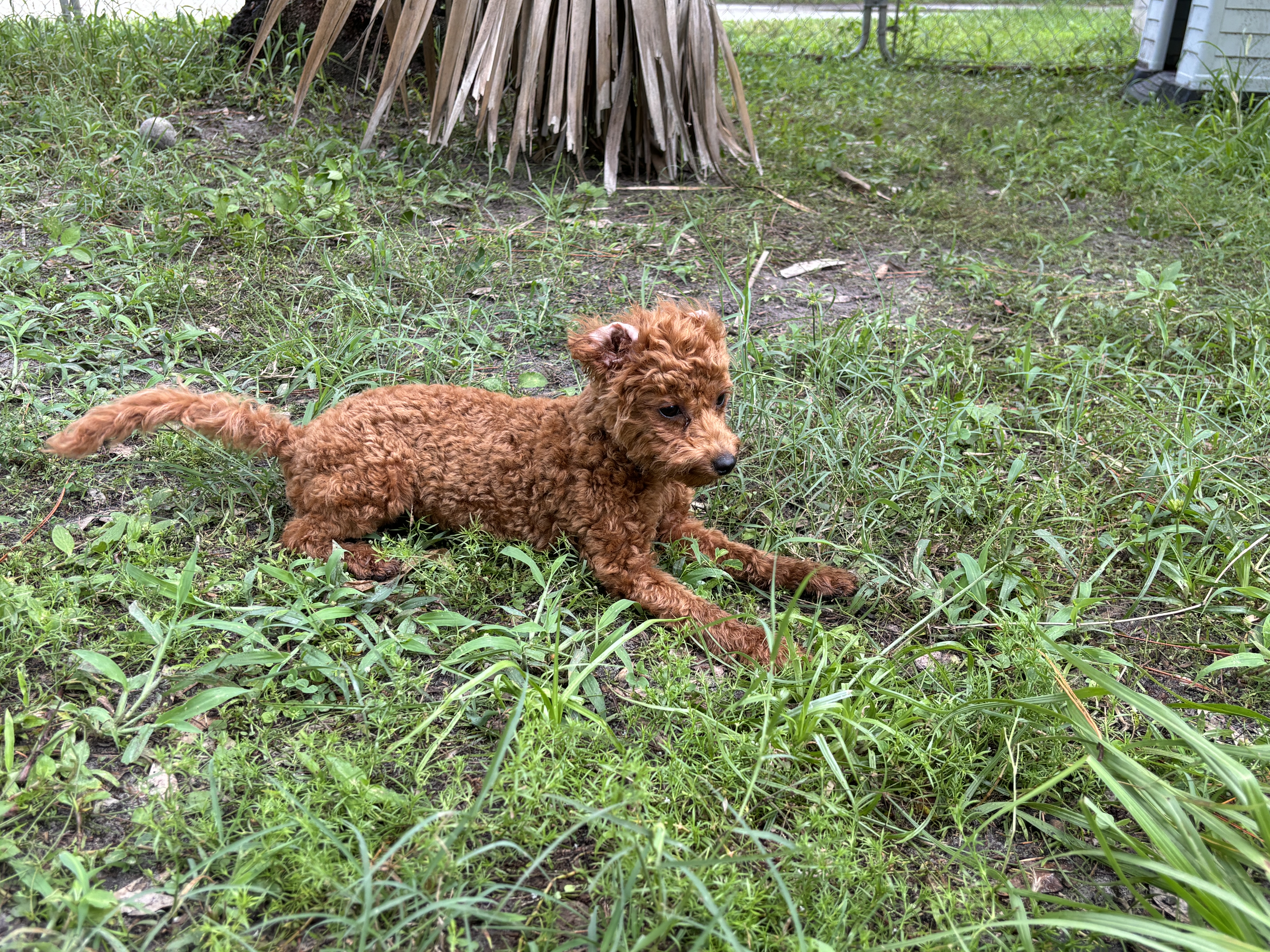 Brown poodle laying in green grass.