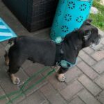 Black dog with blue leash on brick patio.