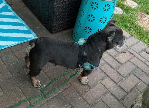 Black dog with blue leash on brick patio.