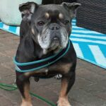 Black and brown French bulldog with blue harness.