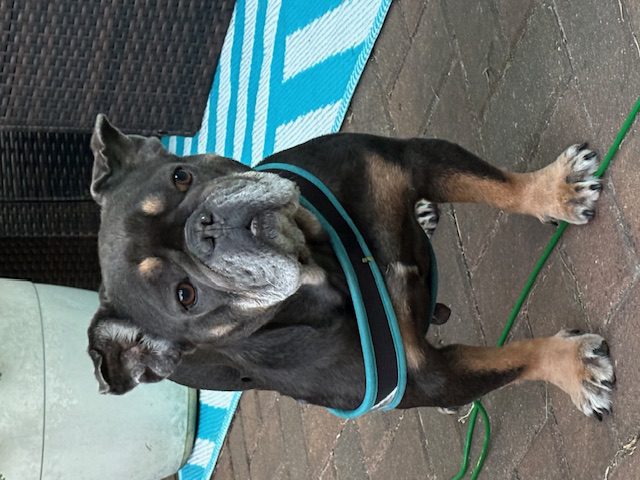 Black and brown French bulldog with blue harness.