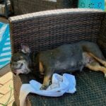A brown dog sleeps on a wicker chair.
