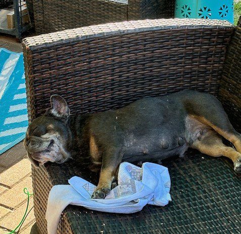A brown dog sleeps on a wicker chair.