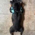 Black dog wearing a blue harness lying on tile floor.