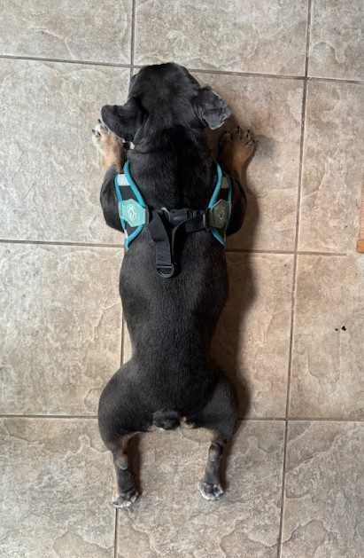 Black dog wearing a blue harness lying on tile floor.