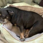 Black dog sleeping in a dog bed.