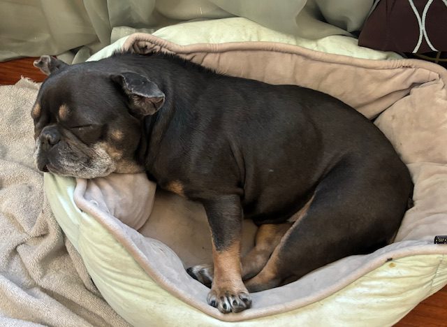 Black dog sleeping in a dog bed.